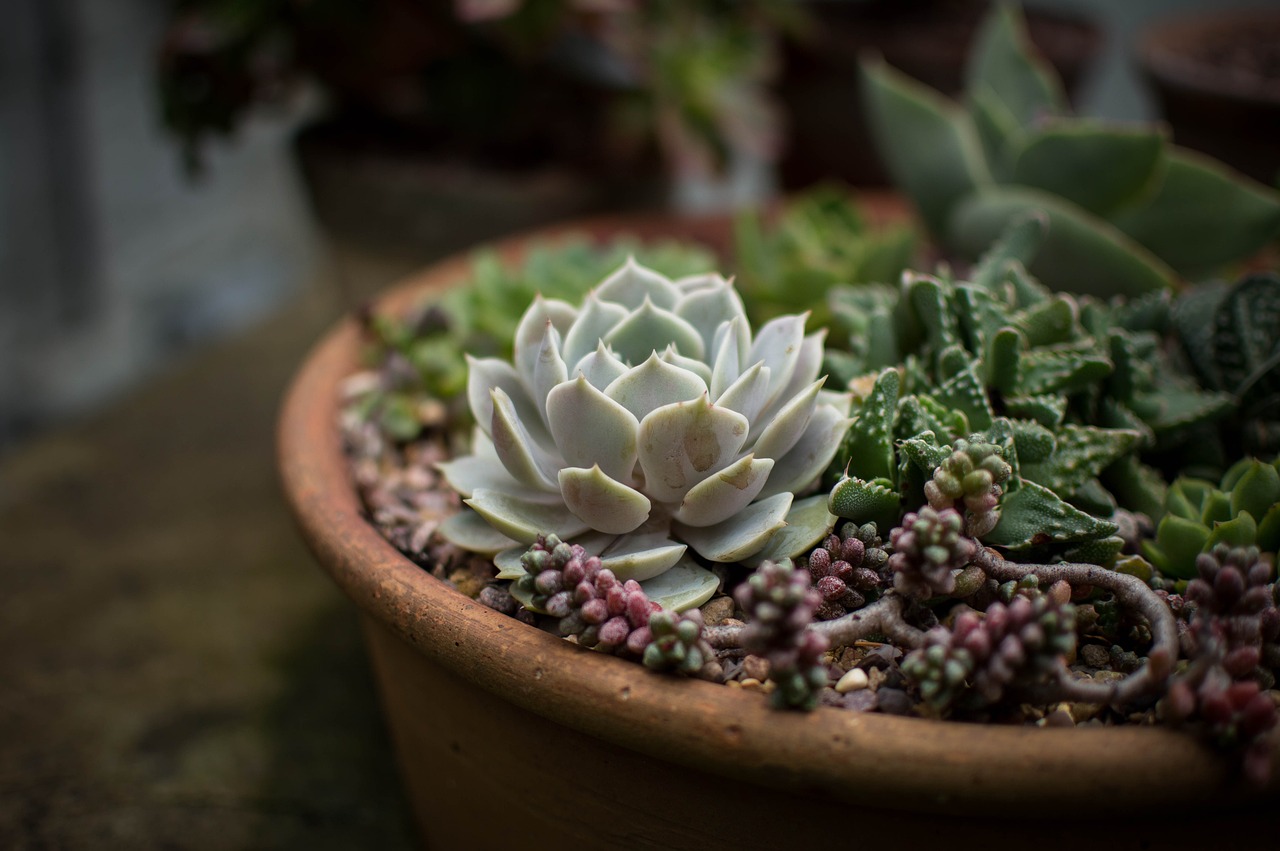 Healing Succulent Plants NYT